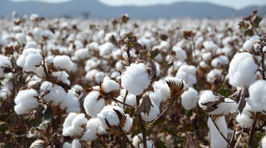 Nguồn gốc tự nhiên của cotton